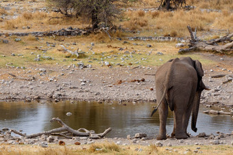 后视图非洲大象埃托沙