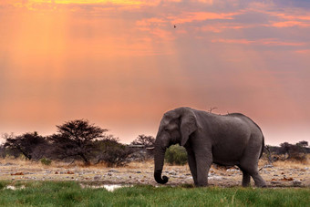 大非洲大象埃托沙