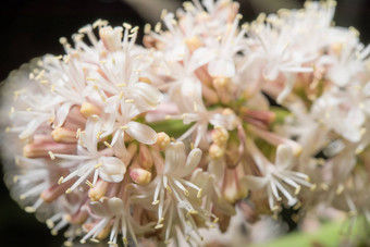 关闭花龙血树属植物<strong>桂花</strong>开花