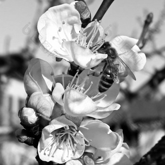 蜜蜂抓取花蜜花