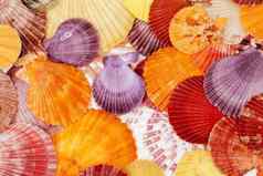 背景色彩斑斓的海贝壳软体动物关闭