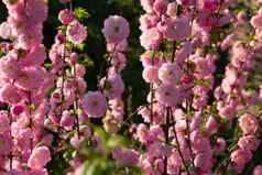 分支粉红色的花花花园春天