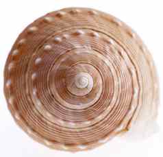 海贝海洋蜗牛孤立的白色背景关闭