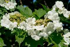白色花荚莲属的植物