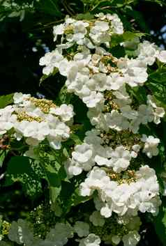 白色花荚莲属的植物