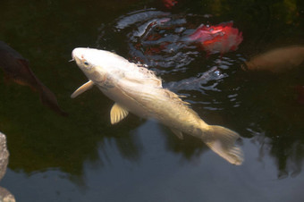 饿了锦 <strong>鲤鱼</strong>花园池塘