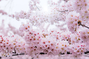 樱桃开花软焦点樱花季节韩国背景