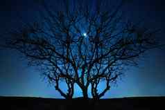 孤独的树蓝色的晚上天空