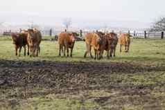 牛放牧法国危机农民