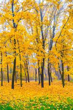 美丽的秋天森林