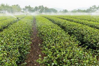 浇水喷水灭火系统绿色茶农场