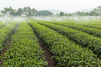 <strong>茶农</strong>场或东鹿野