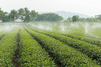 绿色茶种植园字段<strong>水</strong>喷<strong>水灭火</strong>系统系统