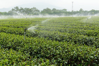 茶农场