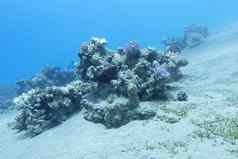 珊瑚礁深水底热带海