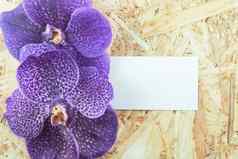 紫色的万达兰花花木背景空纸空间文本