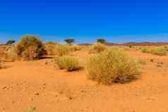 植物撒哈拉沙漠沙漠
