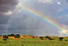 彩虹卡加拉加迪国家公园南非洲