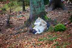 狼巴伐利亚森林国家公园德国