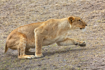 母狮狩猎马赛玛拉