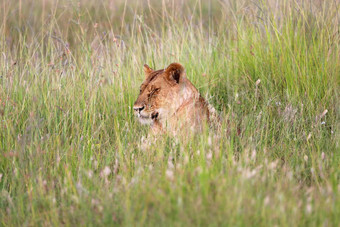 母狮休息塔草马赛玛拉国家公园
