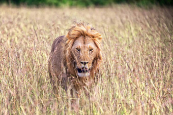 美丽的狮子马赛玛拉国家公园肯尼亚非洲