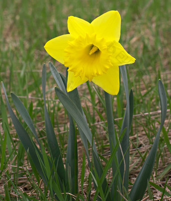 黄色的<strong>水仙花</strong>花自然设置