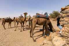 骆驼喝水