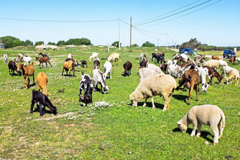 羊山羊农村葡萄牙