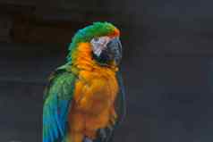 美丽的色彩斑斓的金刚鹦鹉鹦鹉