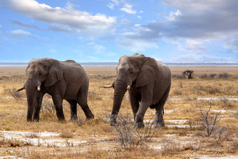 大非洲大象埃托沙