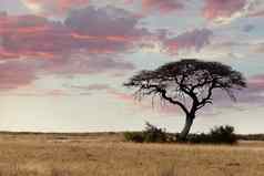 大金合欢树开放稀树大草原平原非洲