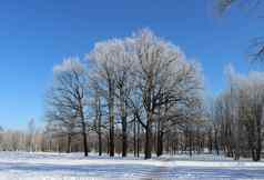 集团树覆盖霜路径冬天蓝色的天空宁静万里无云的一天