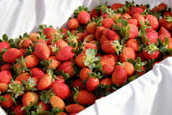 草莓年大叻水果农业