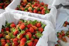 草莓年大叻水果农业