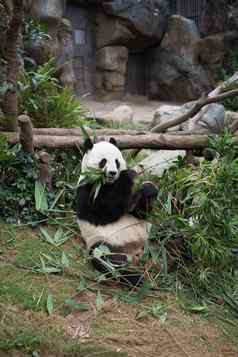 可爱的巨大的熊猫ailuropodamelanoleuca野生动物