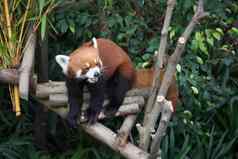 可爱的红色的熊猫ailurus富尔根野生动物
