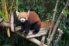 可爱的红色的熊猫ailurus富尔根野生动物