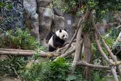 可爱的巨大的熊猫ailuropodamelanoleuca野生动物