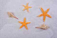 橙色海星类贝壳沙子背景