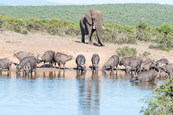群非洲水牛大象