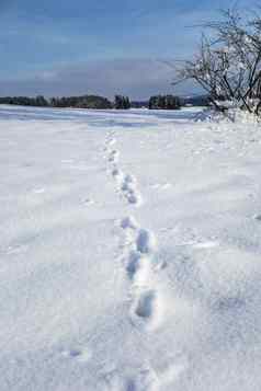 动物脚打印雪