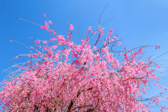 粉红色的樱桃开花春天蓝色的天空背景