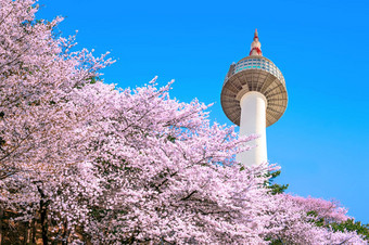 首尔塔粉红色的樱桃开花<strong>樱花</strong>季<strong>节</strong>春天首尔南韩国