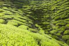 卡梅隆高地茶种植园景观