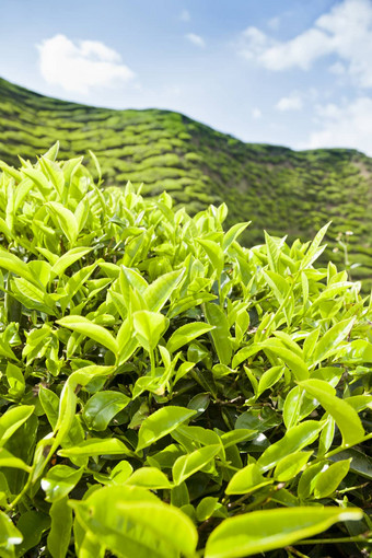 卡梅隆高地茶种植园景观