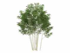 金鱼竿竹子植被类型尿素