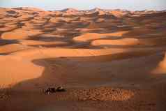 骆驼沙丘摩洛哥撒哈拉沙漠沙漠