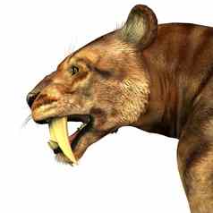 saber-tooth猫头