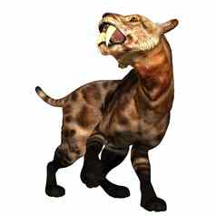 saber-tooth猫白色